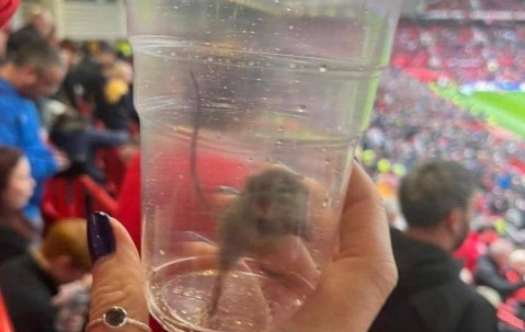 不愧是黑猫！桑德兰女球迷在曼联主场抓到一只活老鼠